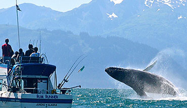 Whale Watching Tour