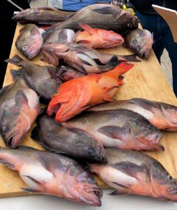 snapper-300-02_imFr
